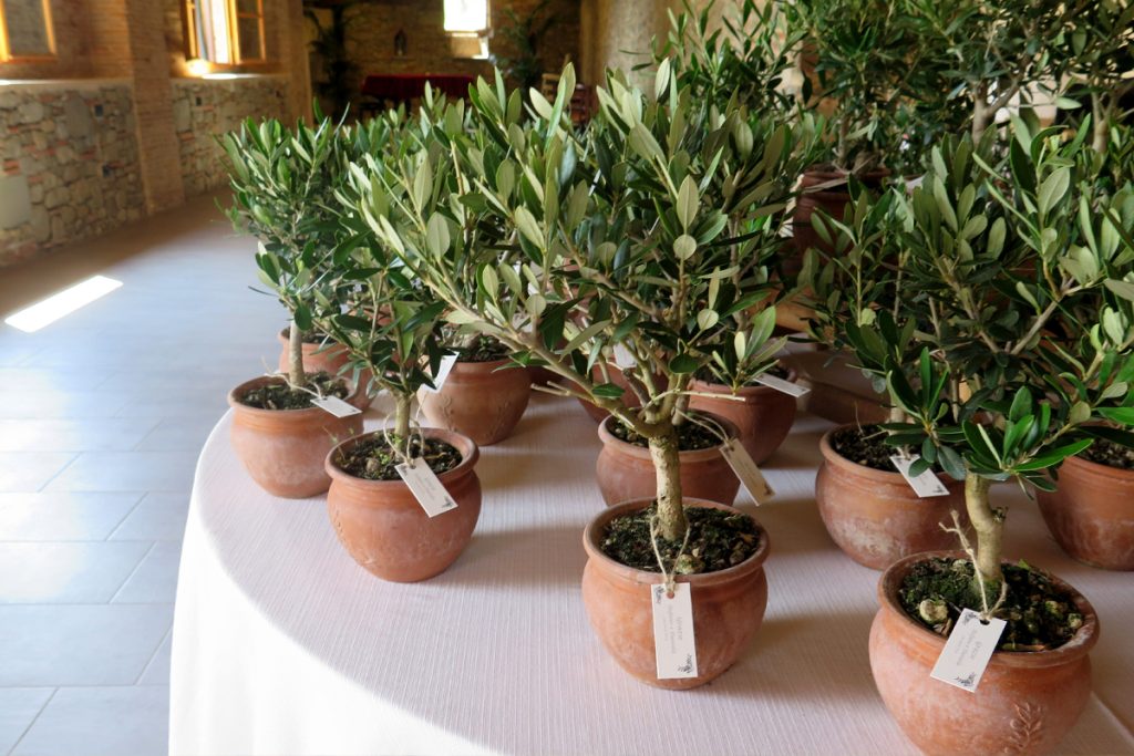 Come Prendersi Cura degli Ulivi per una Raccolta Abbondante