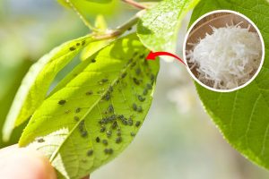 Come Proteggere il Tuo Orto dagli Insetti in Modo Naturale